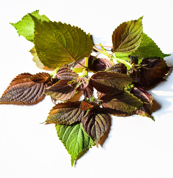 Lanza Remedy Conditioner 250ml - Cancam