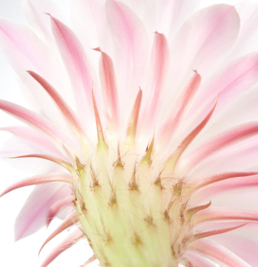 Lanza Taffy 75ml - Cancam